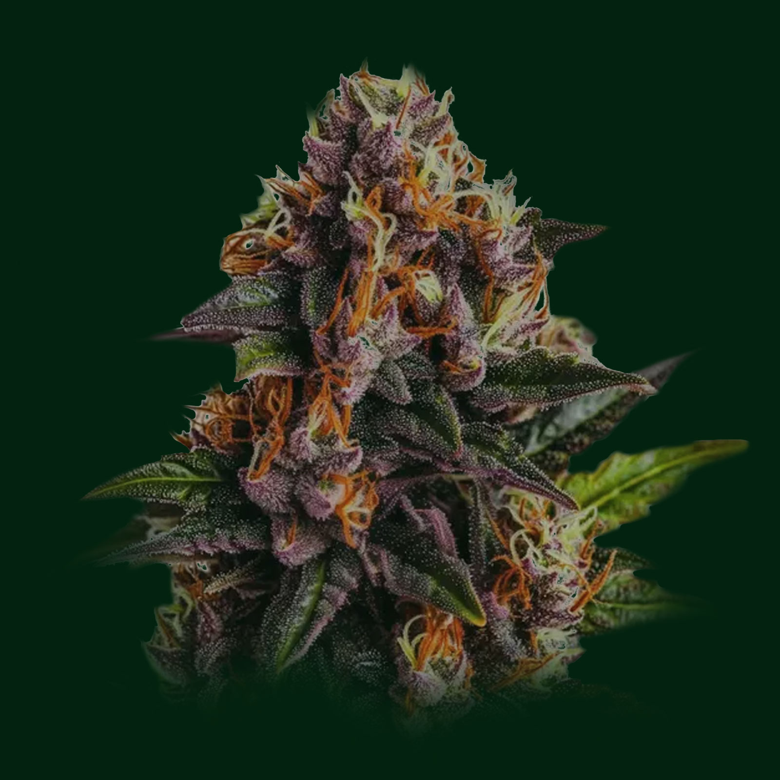 Frosted Fruit Cake - cone