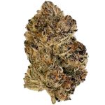 Blue Pave - bud