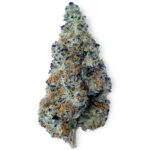 SlurriBoof Bud