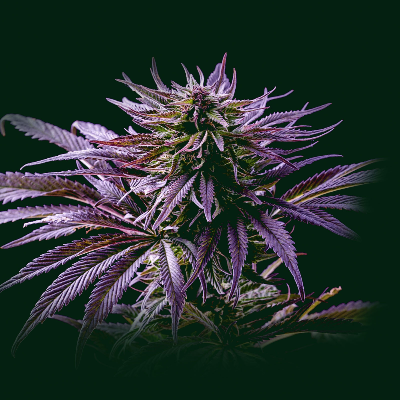 Oklahoma Coma - cone